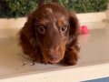 LONGHAİR DACHSHUND SON YAVRUMUZ 