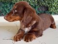 LONGHAİR DACHSHUND SON YAVRUMUZ 