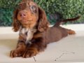 LONGHAİR DACHSHUND SON YAVRUMUZ 