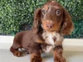LONGHAİR DACHSHUND SON YAVRUMUZ 