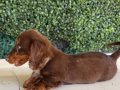 LONGHAİR DACHSHUND SON YAVRUMUZ 