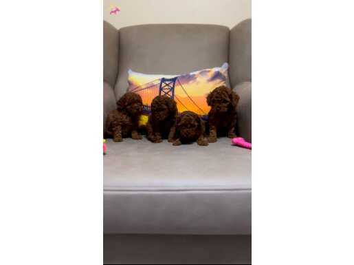 Toy Poodle Bebekler 