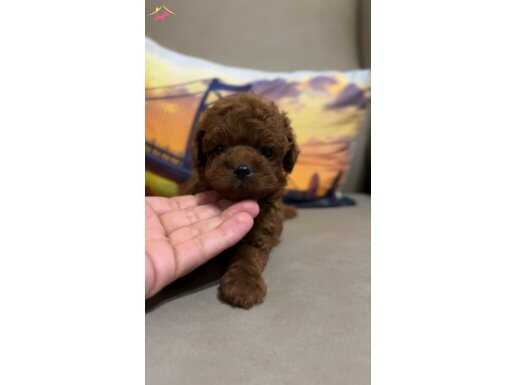 Toy Poodle bebekler 