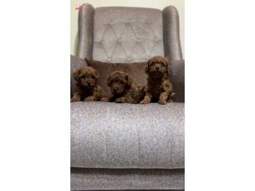 Toy Poodle Bebekler 