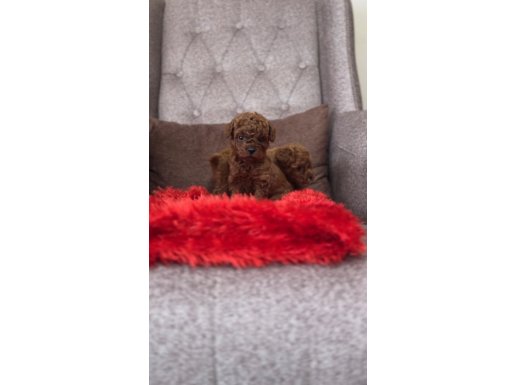 Mersin Tarsus’ta Kıvırcık Kürklü Orijinal Toy Poodle Yavruları