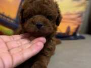 Toy Poodle bebekler 