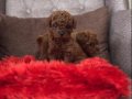 Mersin Tarsus’ta Kıvırcık Kürklü Orijinal Toy Poodle Yavruları