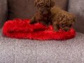 Mersin Tarsus’ta Kıvırcık Kürklü Orijinal Toy Poodle Yavruları