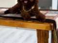 Mersin Tarsus’ta Kıvırcık Kürklü Orijinal Toy Poodle Yavruları