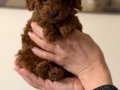 Toy Poodle Bebekler 