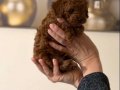 Toy Poodle Bebekler 