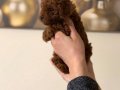 Toy Poodle Bebekler 