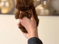 Toy Poodle Bebekler 