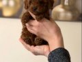 Toy Poodle Bebekler 