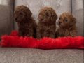 Toy Poodle Bebekler 