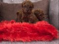 Toy Poodle Bebekler 