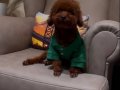 Toy Poodle Bebekler 