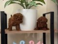 Toy Poodle Bebekler 