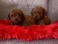 Toy poodle Bebekler 