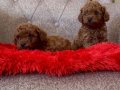 Toy poodle Bebekler 