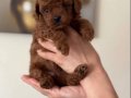 Toy poodle Bebekler 
