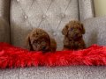 Toy poodle Bebekler 