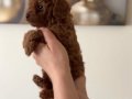 Toy poodle Bebekler 