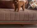 Toy poodle Bebekler 