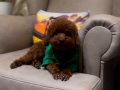 Toy poodle Bebekler 