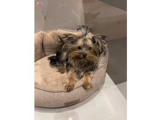 Secereli ve Mikro Boy Yorkshire Terrier: Çantanızın En Zarif Misafiri