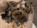 Secereli ve Mikro Boy Yorkshire Terrier: Çantanızın En Zarif Misafiri