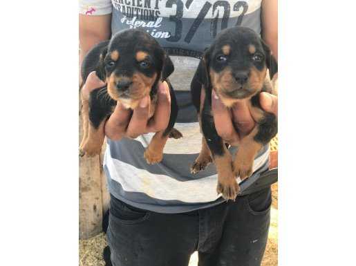 30 YILLIK CANPET STORE GÜVENCESİYLE KOPAY YAVRULARI 