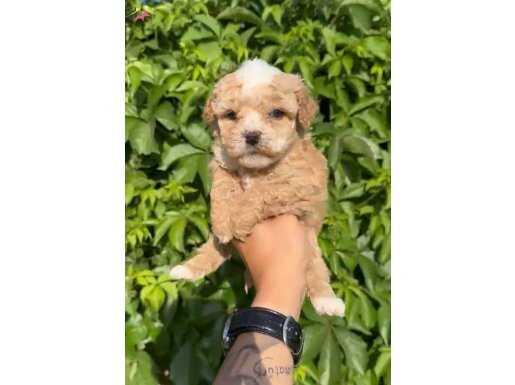 35 YILLIK CANPETTE MALTİPOO YAVRULAR KIVIR KIVIR