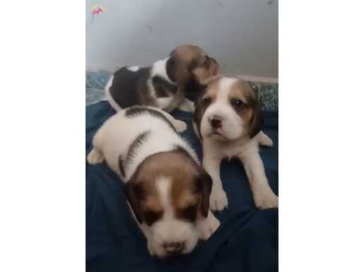 35 YILLIK CANPETTE ELİZABETH BEAGLE YAVRULAR