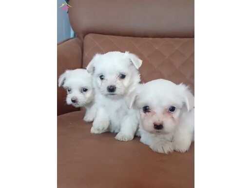 35 YILLIK GÜVENCEYLE TEACUP MALTESE YAVRULARI