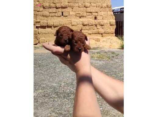 35 YILLIK GÜVENCEYLE RED BROWN MİCRO POODLE YAVRULAR