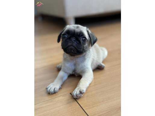 35 YILLIK GÜVENCEYLE PUG MOPS YAVRUMUZ 