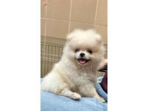 35 YILLIK GÜVENCEYLE AYI SURAT BEYAZ POM YAVRUMUZ