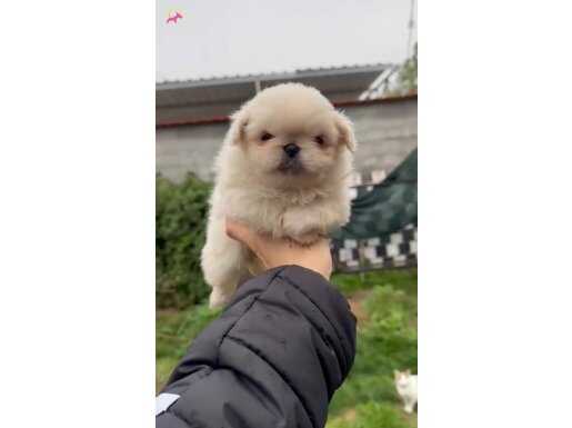 36 YILLIK TECRÜBEDEN SIFIR BURUN BEYAZ PEKİNEZ YAVRULARI