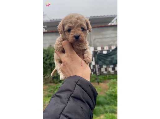 36 YILLIK TECRÜBEYLE POODLE GENİ YÜKSEK MALTİPOO YAVRULARI