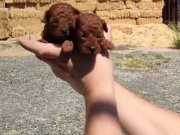 35 YILLIK GÜVENCEYLE RED BROWN MİCRO POODLE YAVRULAR
