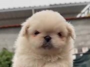 36 YILLIK TECRÜBEDEN SIFIR BURUN BEYAZ PEKİNEZ YAVRULARI