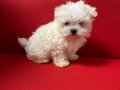 35 YILLIK CANPETTE MİCRO KORE MALTESE YAVRUMUZ 2KG GARANTİLİ