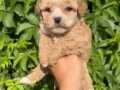 35 YILLIK CANPETTE MALTİPOO YAVRULAR KIVIR KIVIR