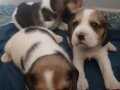 35 YILLIK CANPETTE ELİZABETH BEAGLE YAVRULAR