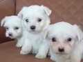 35 YILLIK GÜVENCEYLE TEACUP MALTESE YAVRULARI