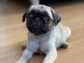 35 YILLIK GÜVENCEYLE PUG MOPS YAVRUMUZ 
