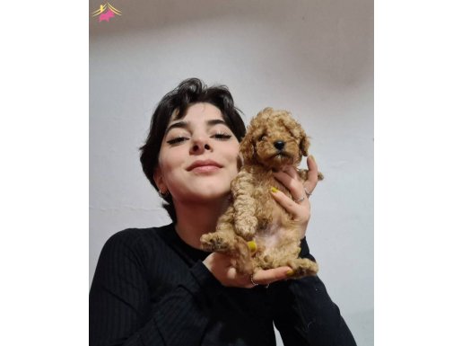 HARIKA KALITEDE POODLE YAVRULARIMIZ 