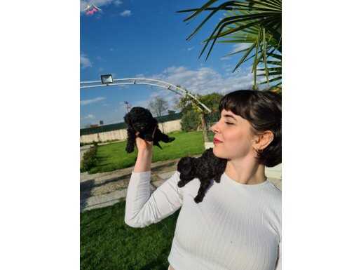 SİMSİYAH SİYAH POODLE YAVRULARIMIZ 