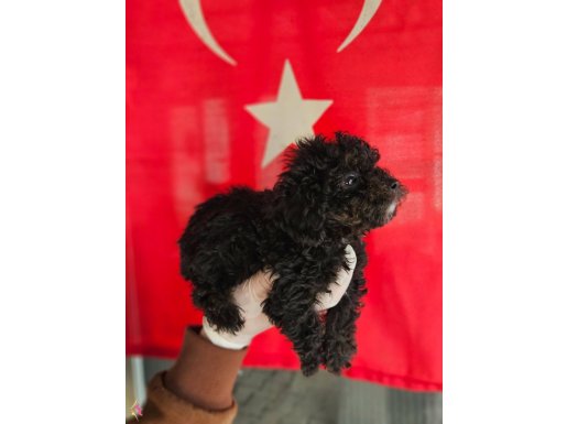SIYAH TOY POODLE YAVRULARIMIZ 